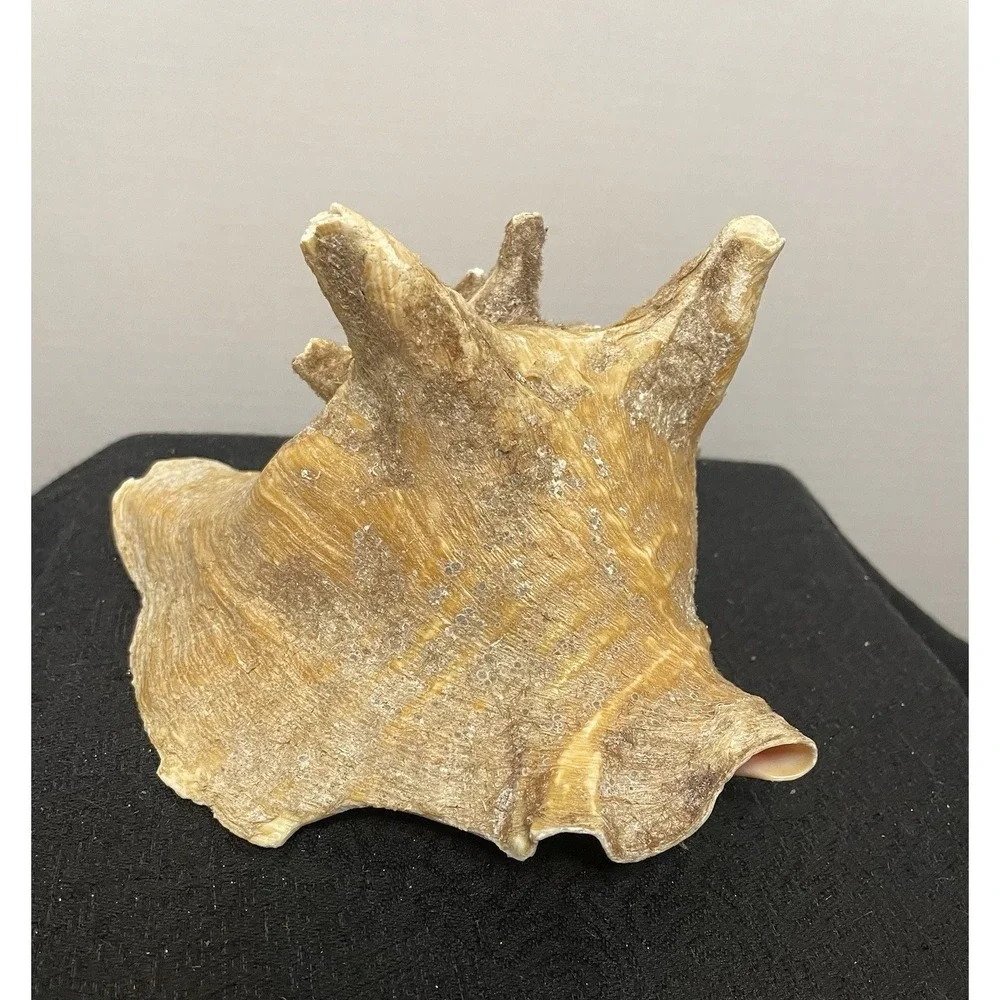 Vintage Natural Large Pink Queen Conch Sea Shell Nautical Ocean Beach Home Decor